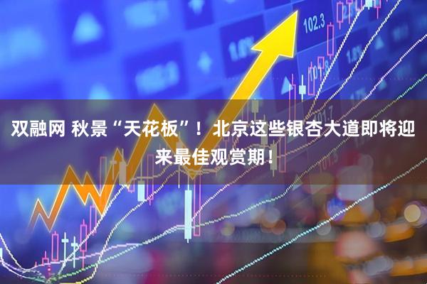 双融网 秋景“天花板”！北京这些银杏大道即将迎来最佳观赏期！